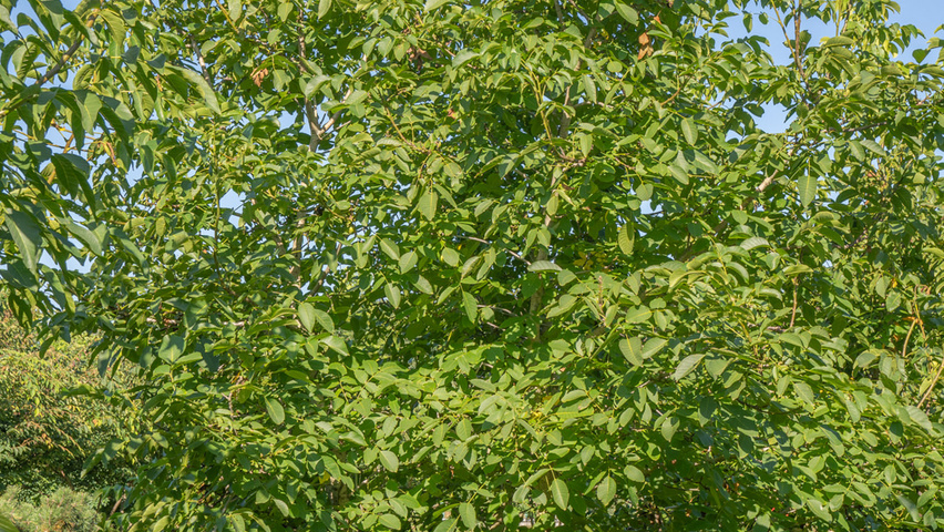 Juglans regia mehrstämmige