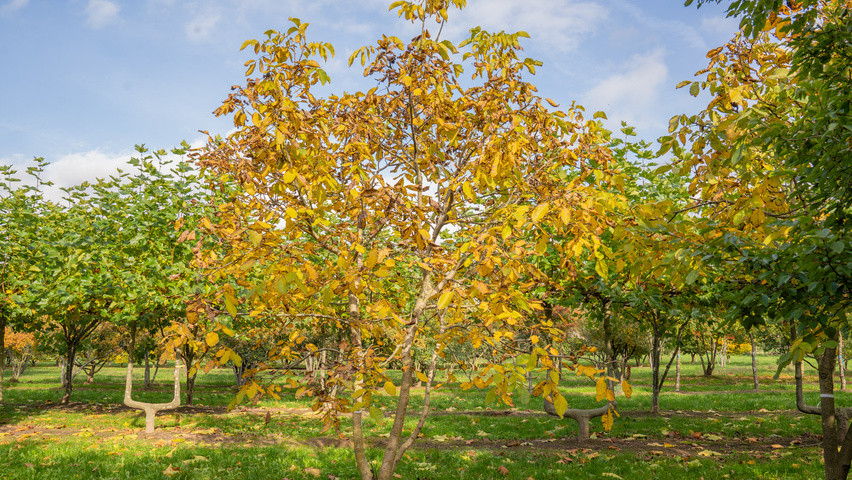 Juglans regia mehrstämmige