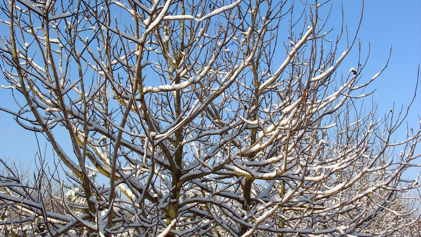 Juglans regia mehrstämmige