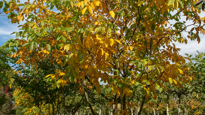 Juglans regia mehrstämmige