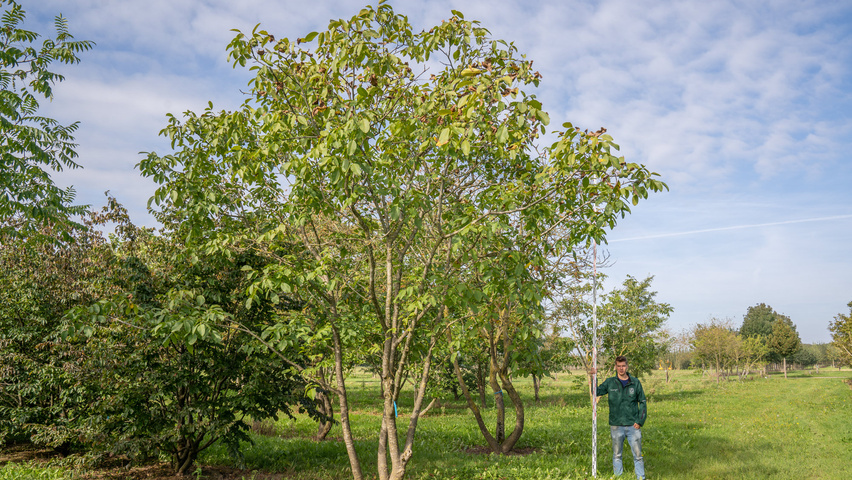 Juglans regia mehrstämmige