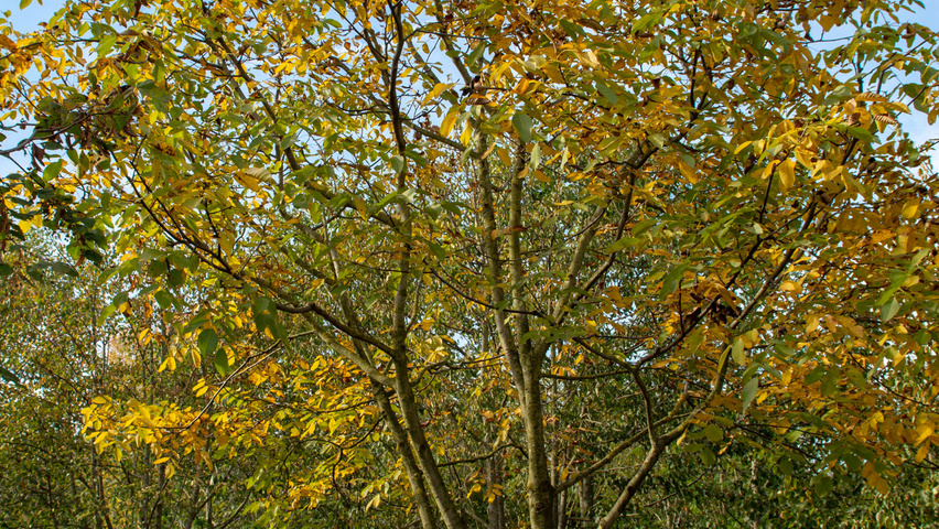 Juglans regia mehrstämmige
