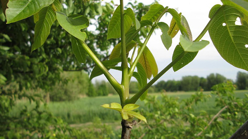 Juglans regia Zweige