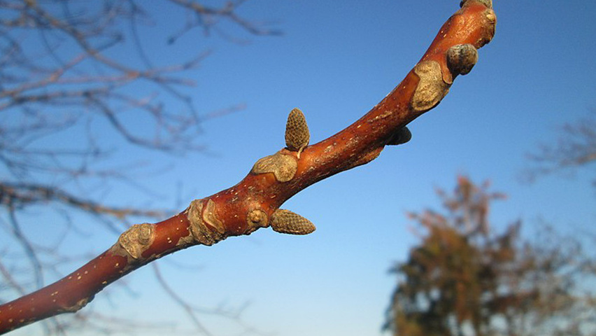 Juglans regia Zweige