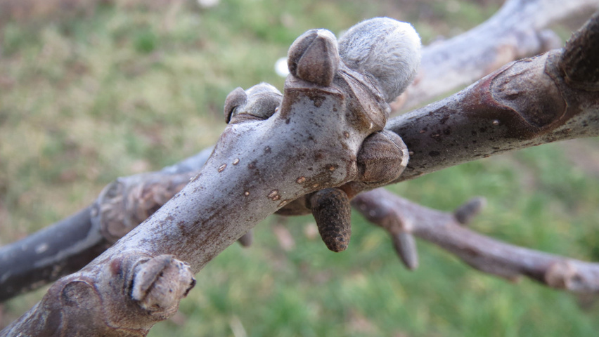 Juglans regia Zweige