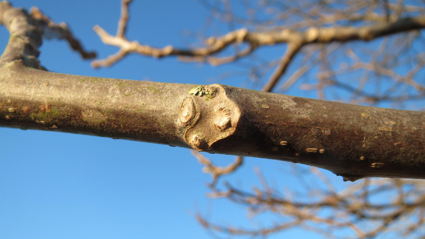 Juglans regia Zweige