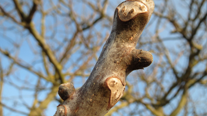 Juglans regia Zweige