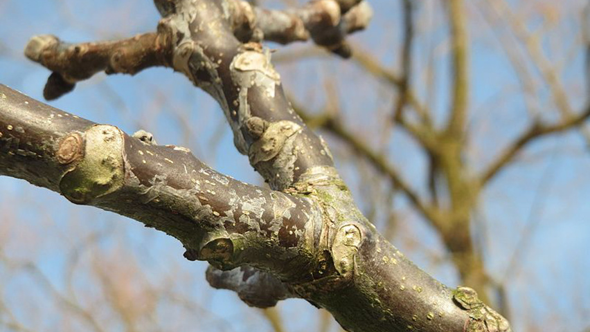 Juglans regia Zweige