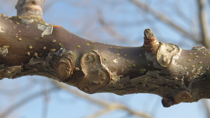 Juglans regia Zweige