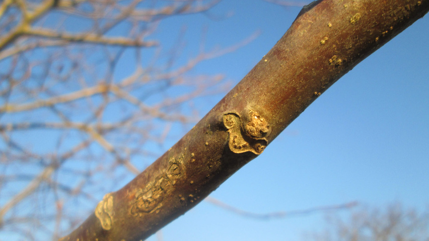 Juglans regia Zweige