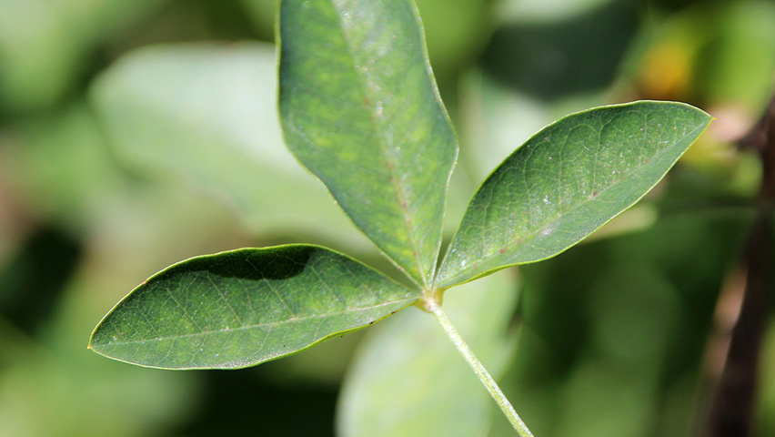 Laburnum x watereri ‘Vossii’ Plant leaves, Deciduous