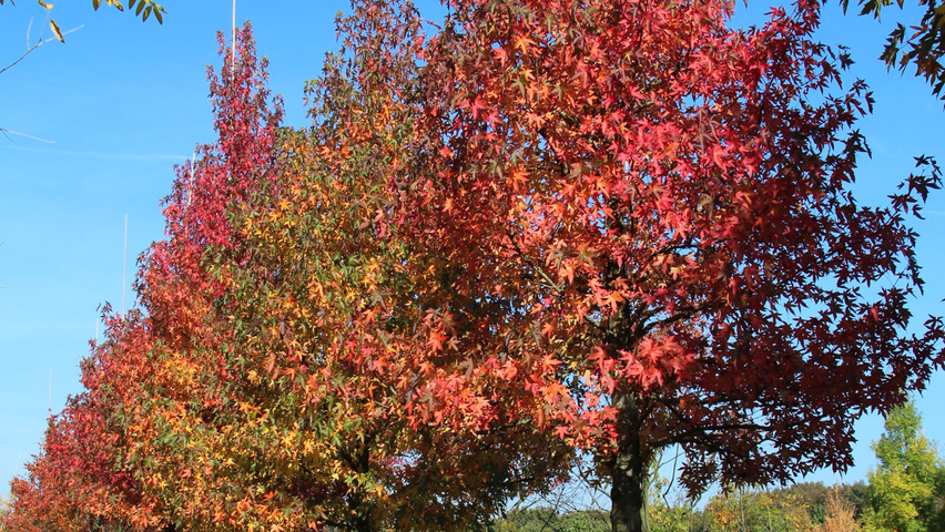 Амбровое дерево фото Liquidambar styraciflua 'Worplesdon' TreeEbb Cистема онлайн-поиска деревьев Пито