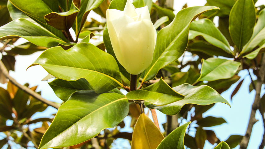 Magnolia grandiflora galissonière