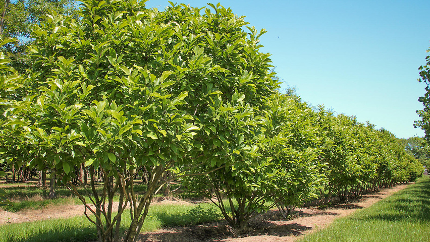 Image result for susan magnolia tree