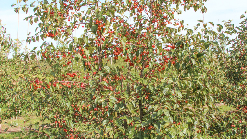 Malus 'Evereste' | TreeEbb | Online tree-finding tool | Ebben Nurseries