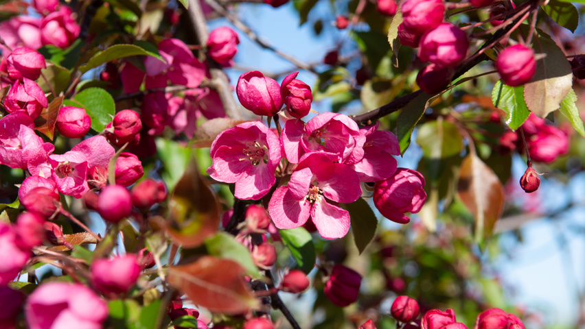 Malus 'Rudolph' | TreeEbb | Online tree-finding tool | Ebben Nurseries