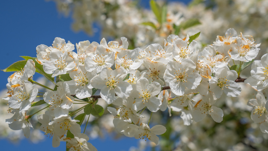 Malus toringo 'Sargent's Elegant' | TreeEbb | Online tree-finding tool ...