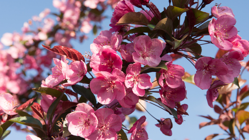 Malus 'Royalty' | TreeEbb | Online tree-finding tool | Ebben Nurseries