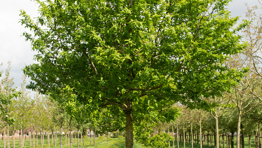 Mespilus germanica store