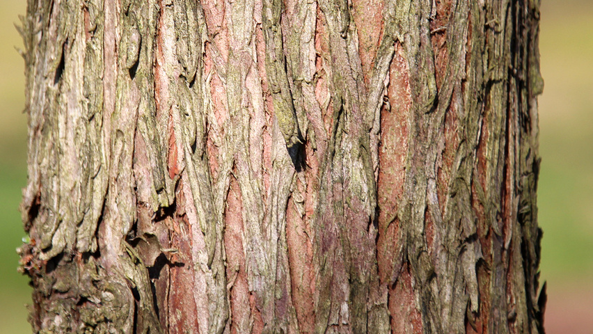 Metasequoia Glyptostroboides White Spot