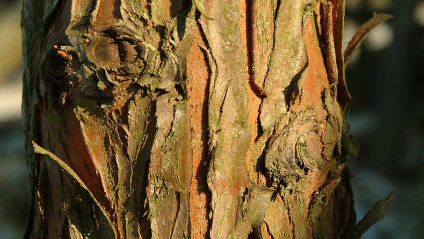 Metasequoia Glypto