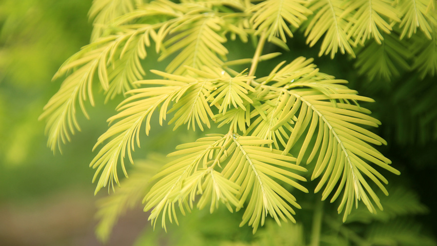 Metasequoia Gold Rush Tree