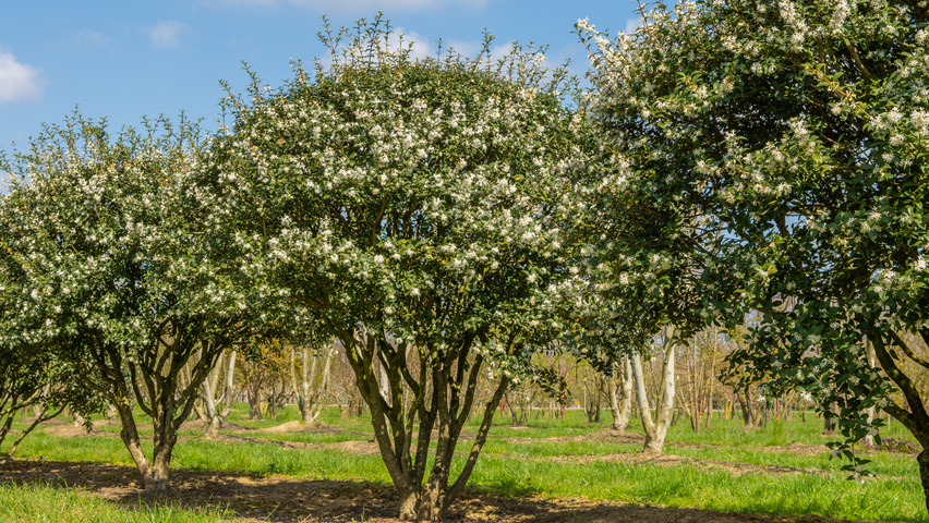 Osmanthus X Burkwoodii Treeebb Online Tree Finding Tool Ebben Nurseries