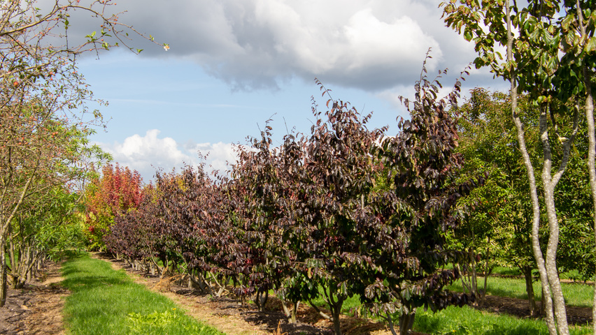 Parrotia persica 'Bella' | TreeEbb | Online tree-finding tool | Ebben ...