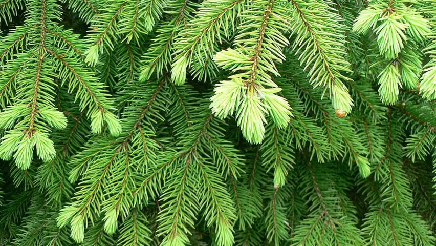 Picea abies | TreeEbb | Online tree-finding tool | Ebben Nurseries