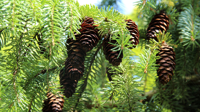 Picea omorika | TreeEbb | Online tree-finding tool | Ebben Nurseries