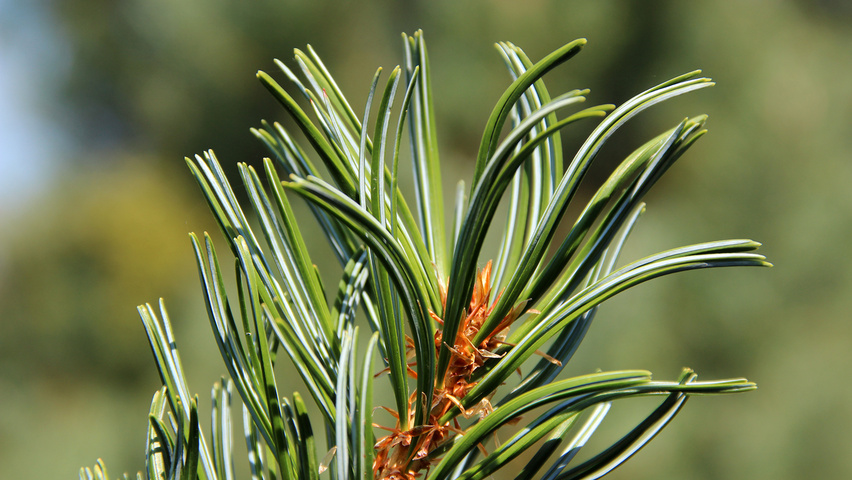 Picea pungens 'Glauca' | TreeEbb | Online tree-finding tool | Ebben ...