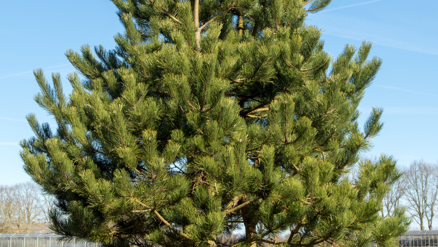 Pinus nigra | TreeEbb | Online tree-finding tool | Ebben Nurseries