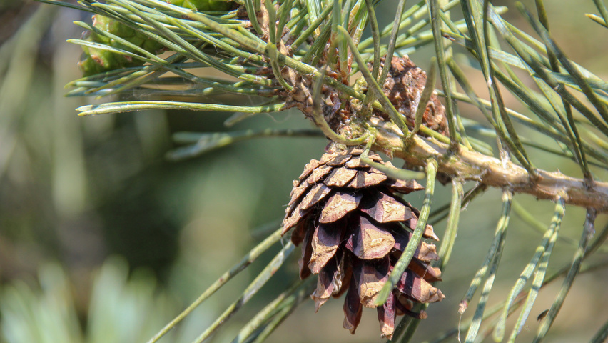 Pinus sylvestris 'Glauca' | TreeEbb | Online tree-finding tool | Ebben ...