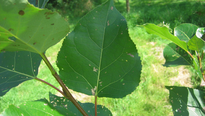 Populus Balsamifera | TreeEbb | Online Tree-finding Tool | Ebben Nurseries