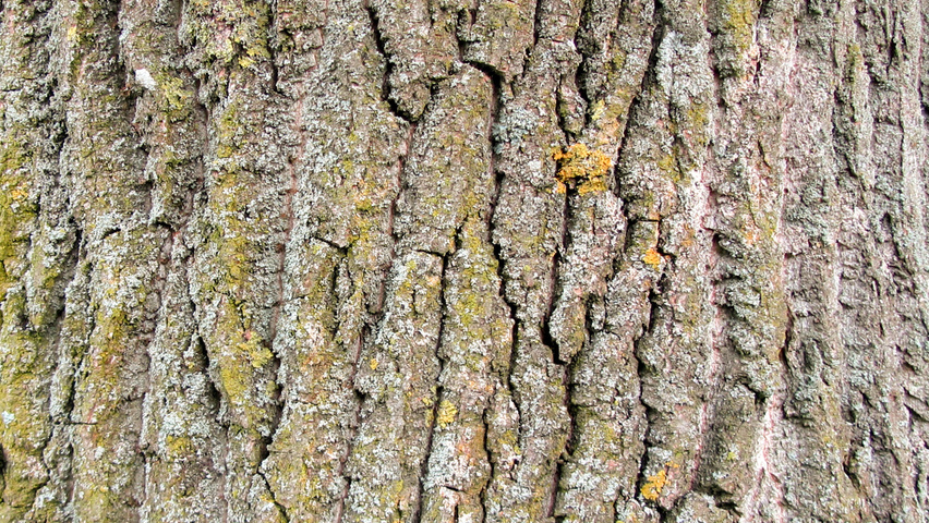 Populus trichocarpa 'Columbia River' | TreeEbb | Online tree-finding ...