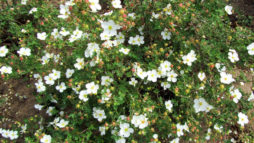 Image of Potentilla fruticosa Abbotswood shrub in a vase