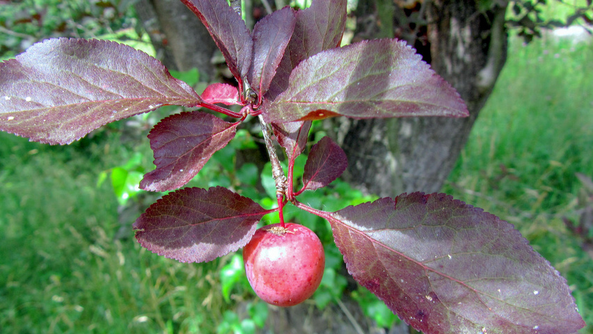 Prunus cerasifera pissardii