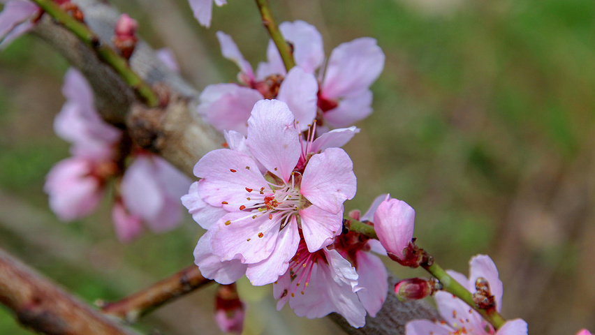 Prunus dulcis 'Robijn' | TreeEbb | Online tree-finding tool | Ebben ...