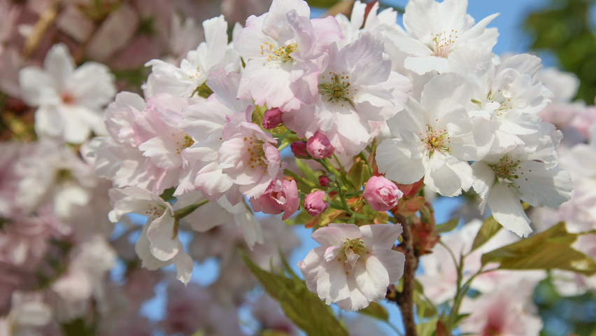 Prunus serrulata живые обои