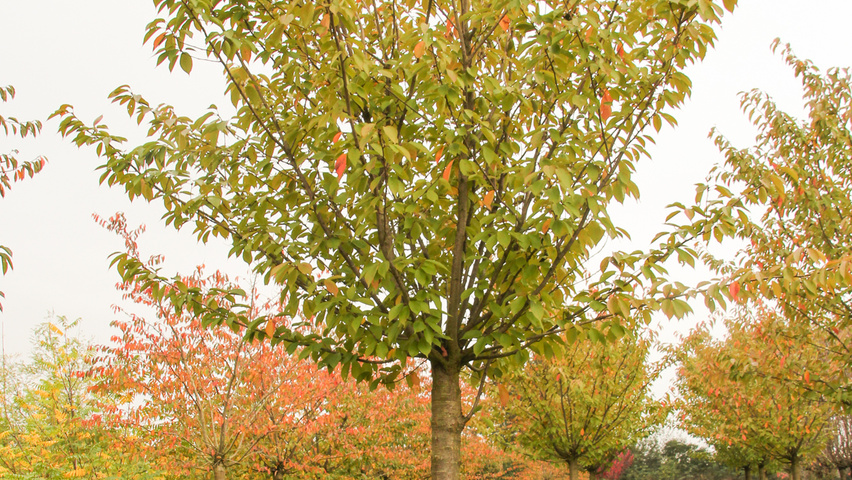 Prunus serrulata 'Kanzan' | TreeEbb | Wyszukiwarka drzew on-line ...