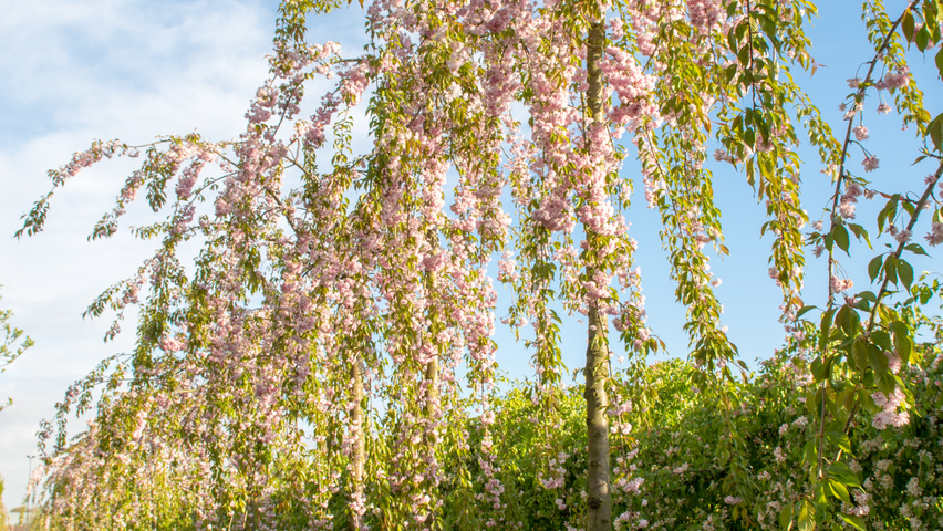 Prunus serrulata 'Kiku-shidare-zakura' | TreeEbb | Online tree-finding tool  | Ebben Nurseries