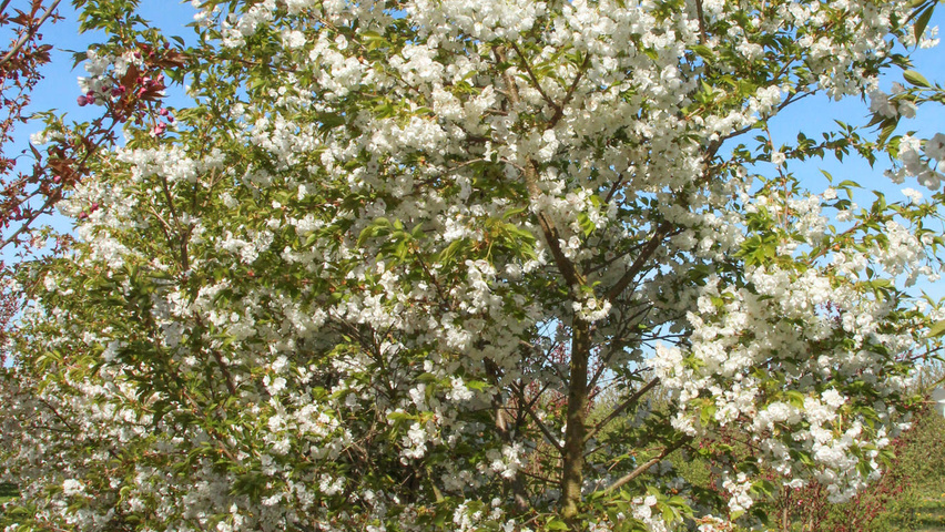 Prunus Serrulata Shirotae Treeebb Le Moteur De Recherche Sur Les Arbres Pepinieres Ebben