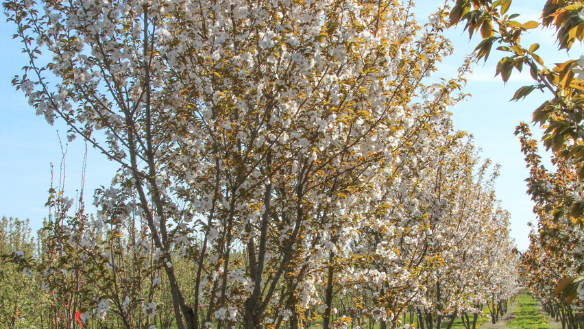 Prunus Serrulata Shirotae Treeebb Le Moteur De Recherche Sur Les Arbres Pepinieres Ebben