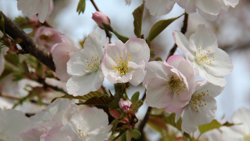 Prunus serrulata 'Sunset Boulevard' | TreeEbb | Online tree-finding ...