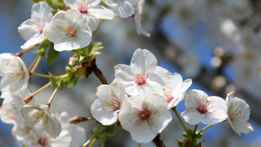 Prunus 'Umineko' | TreeEbb | Online tree-finding tool | Ebben Nurseries