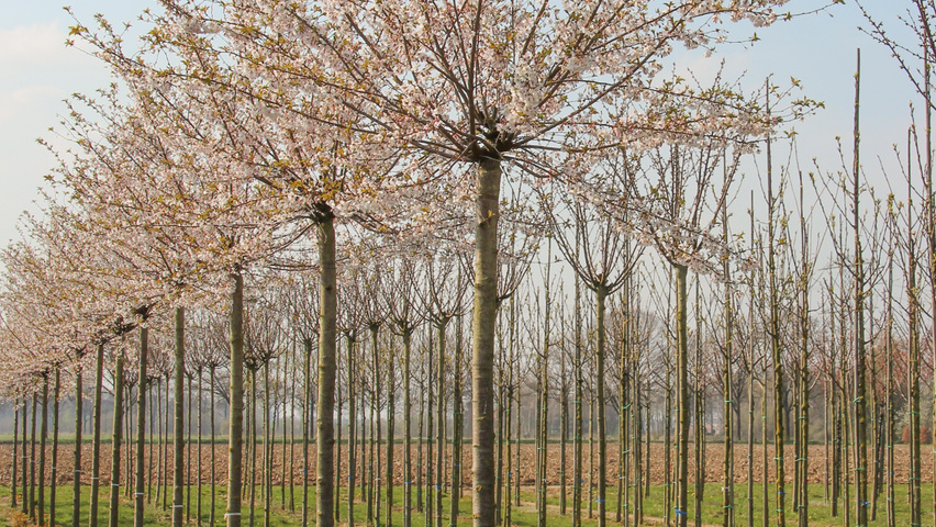 Prunus x subhirtella 'Autumnalis' | TreeEbb | Online bomenzoektool ...