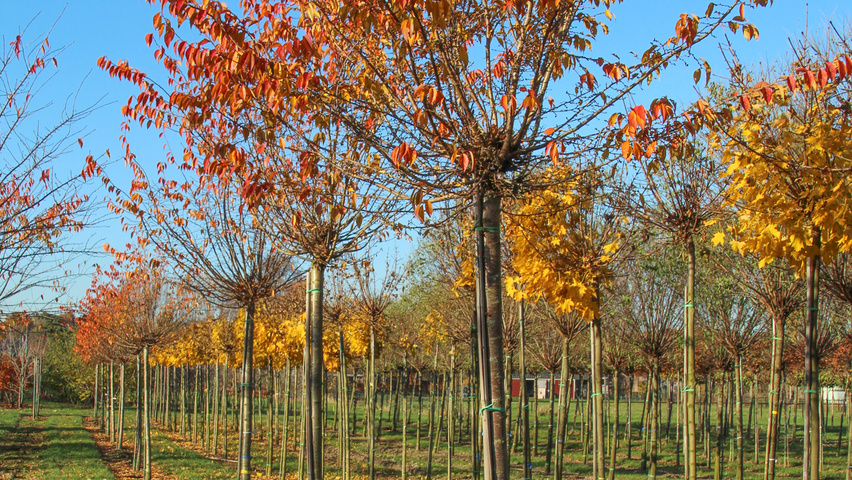 Prunus x subhirtella 'Autumnalis' | TreeEbb | Online bomenzoektool ...