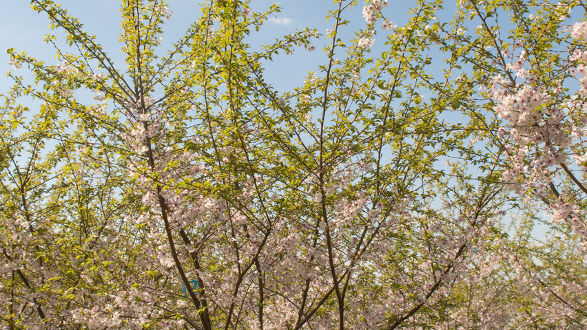 Prunus X Subhirtella Autumnalis Rosea Treeebb Online Tree Finding | My ...