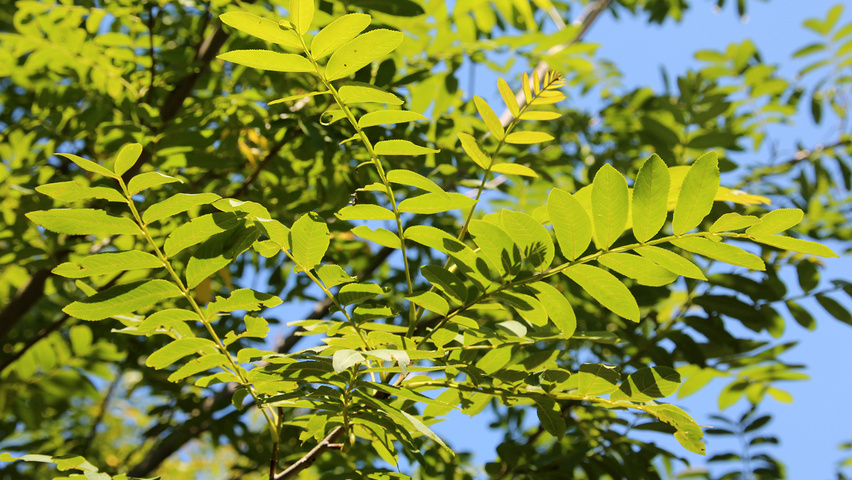 Pterocarya stenoptera | TreeEbb | Online tree-finding tool | Ebben ...