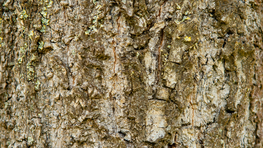 Quercus dentata 'Carl Ferris Miller' | TreeEbb | Online tree-finding ...